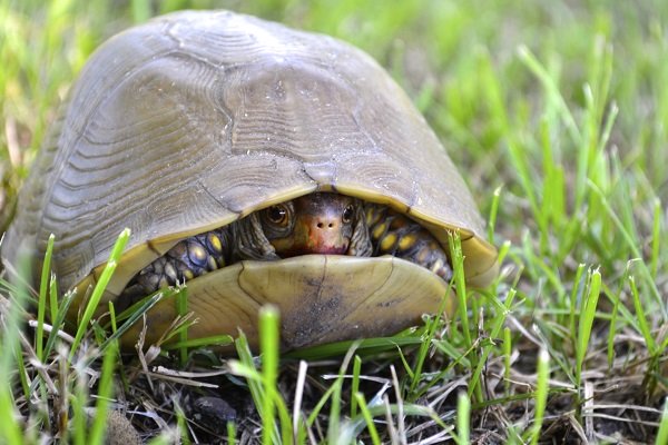 turtle-wisdom-just-another-blah-blah-blah-blog